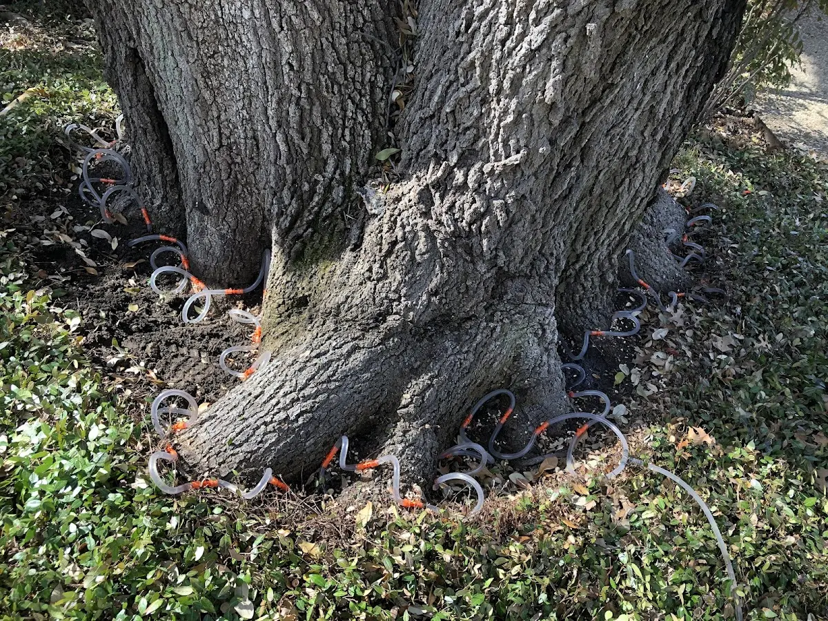 Detailed Tree Cabling and Bracing job site in Du Bois